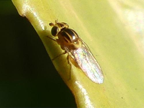 Chloropinae